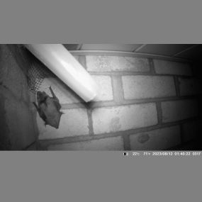 Little brown bat resting on the wall