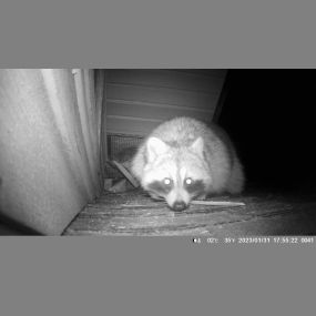 a raccoon is curious of the camera