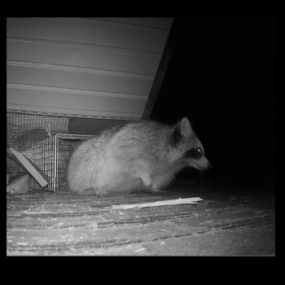 a raccoon leaving through a one-way trap
