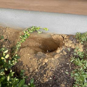 A groundhog hole right against the foundation of the house