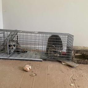 We rescued these two adorable baby raccoons from inside of a wall. They went to cedar run wildlife center to get the care they need!