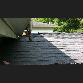 A raccoon going into the soffit