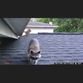 A raccoon walking on the roof