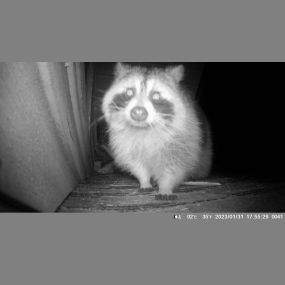 Raccoon is checking out the game camera