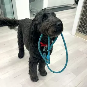 Bild von Petfolk Veterinary & Urgent Care - SouthPark