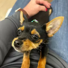 Bild von Petfolk Veterinary & Urgent Care - Fort Mill