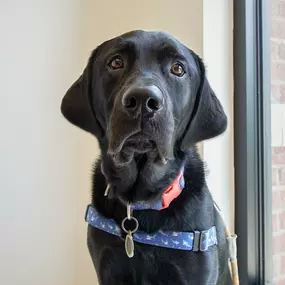 Bild von Petfolk Veterinary & Urgent Care - Huntersville