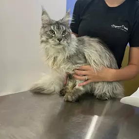 Bild von Petfolk Veterinary & Urgent Care - Huntersville