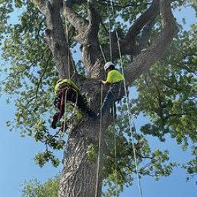 Our northeastern North Carolina tree cutting service professionals travel to you to prune limbs, remove trees, or grind stumps.
