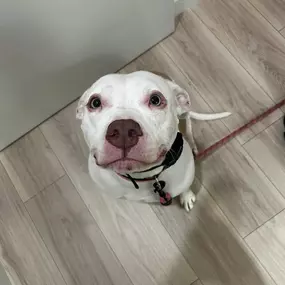 Bild von Petfolk Veterinary & Urgent Care - Peachtree Corners