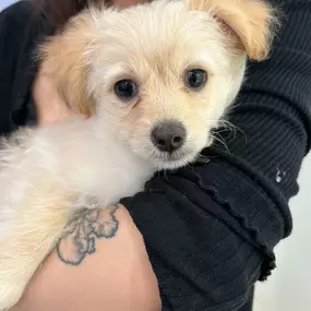 Bild von Petfolk Veterinary & Urgent Care - East Cobb Marietta