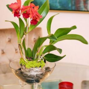 Bild von Orchid Republic Floral Boutique