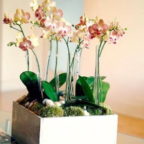 Bild von Orchid Republic Floral Boutique