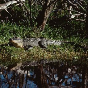 Bild von Everglades Excursions