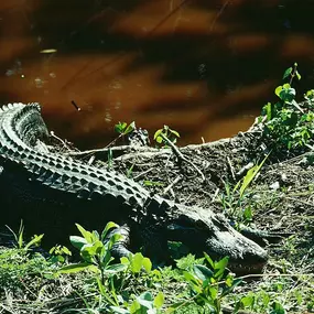 Bild von Everglades Excursions