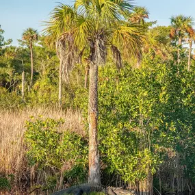 Bild von Everglades Excursions