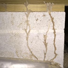 Termite Mud Tubes