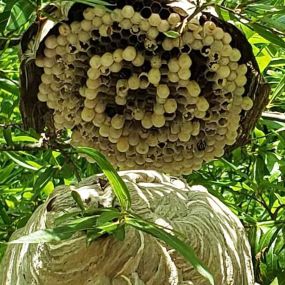 Bald-Faced Hornets’ nest hanging in a tree