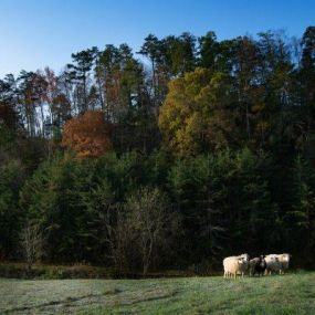 Bild von Stables Autism Program at Smoky Mountain Lodge