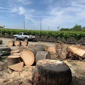 For all your tree cutting needs in Visalia, CA, Sequoias Tree Service is the go-to choice. Our skilled team utilizes the latest techniques and equipment to provide efficient and precise tree cutting services, delivering exceptional results every time.