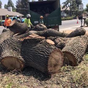 Sequoias Tree Service specializes in palm tree removal in Visalia, CA. Our trained professionals handle the unique requirements of palm tree removal, ensuring a safe and hassle-free process.