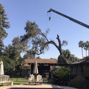 Trust Sequoias Tree Service for precise tree pruning in Visalia, CA. Our skilled arborists carefully trim and shape your trees, promoting healthy growth, enhancing aesthetics, and reducing potential hazards.