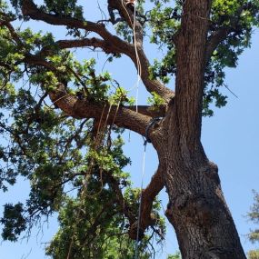 Sequoias Tree Service in Visalia, CA, offers comprehensive tree services to enhance the health and beauty of your landscape. From pruning to removal, our expert team provides professional solutions that ensure the well-being of your trees and the safety of your property.