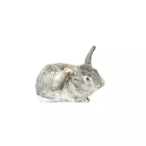 Bild von Shop voor Dieren