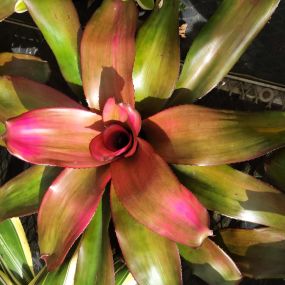 Bild von Bonita Bromeliads