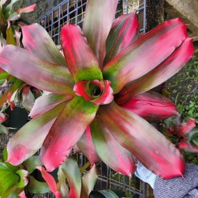 Bild von Bonita Bromeliads