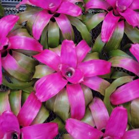 Bild von Bonita Bromeliads