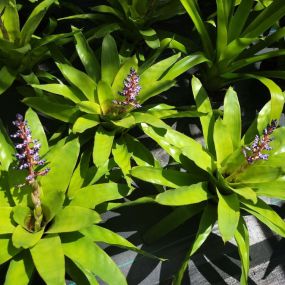 Bild von Bonita Bromeliads