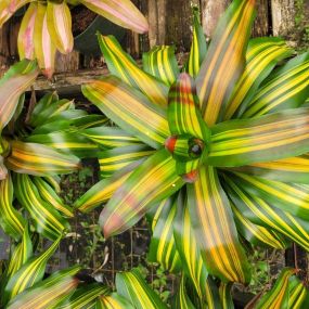 Bild von Bonita Bromeliads