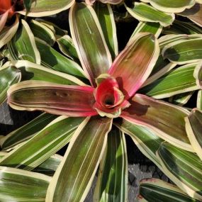 Bild von Bonita Bromeliads