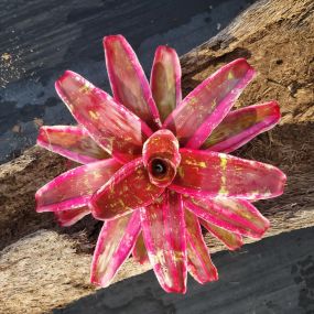 Bild von Bonita Bromeliads