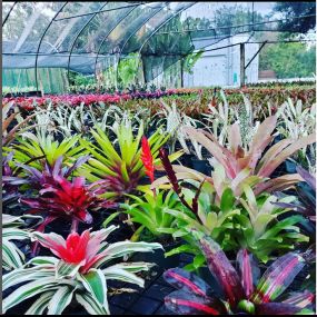 Bild von Bonita Bromeliads