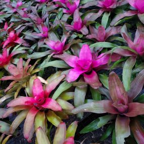 Bild von Bonita Bromeliads