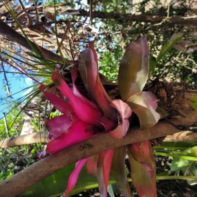 Bild von Bonita Bromeliads