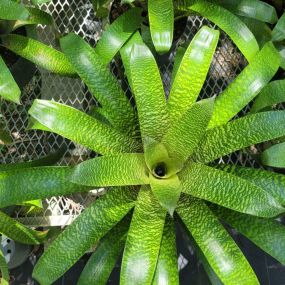 Bild von Bonita Bromeliads