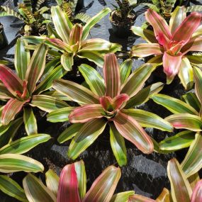 Bild von Bonita Bromeliads