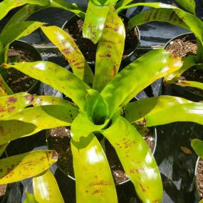 Bild von Bonita Bromeliads