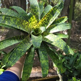 Bild von Bonita Bromeliads