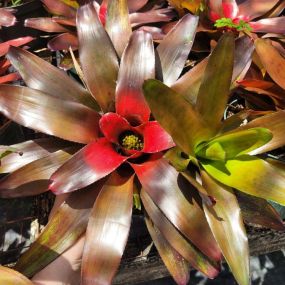 Bild von Bonita Bromeliads