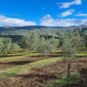 Bild von Azienda Agricola Biologica Terre Caudine