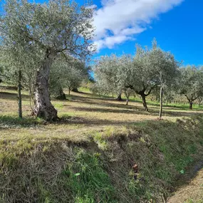 Bild von Azienda Agricola Biologica Terre Caudine