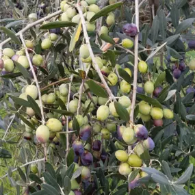 Bild von Azienda Agricola Biologica Terre Caudine