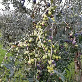 Bild von Azienda Agricola Biologica Terre Caudine