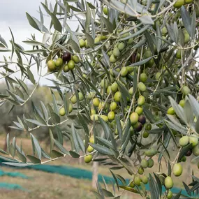 Bild von Azienda Agricola Biologica Terre Caudine