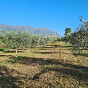 Bild von Azienda Agricola Biologica Terre Caudine