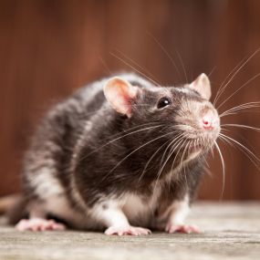 Rodent removal and exclusion